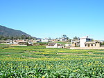 田园人家
