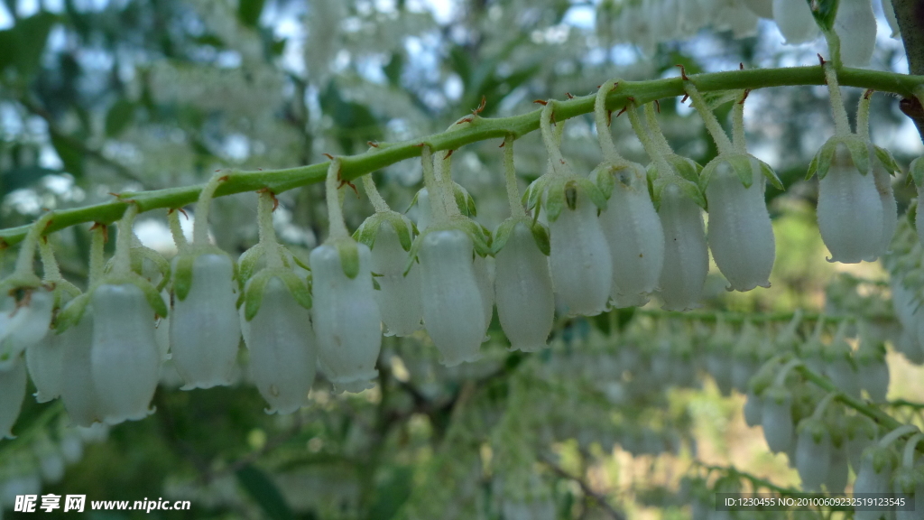 串串小白花