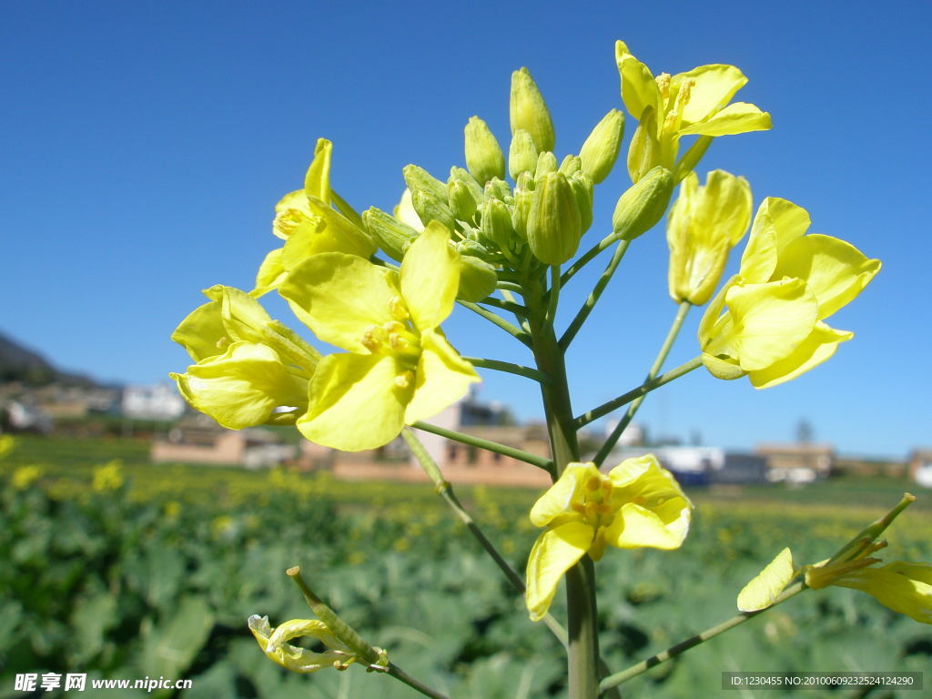 油菜花之二