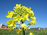 油菜花