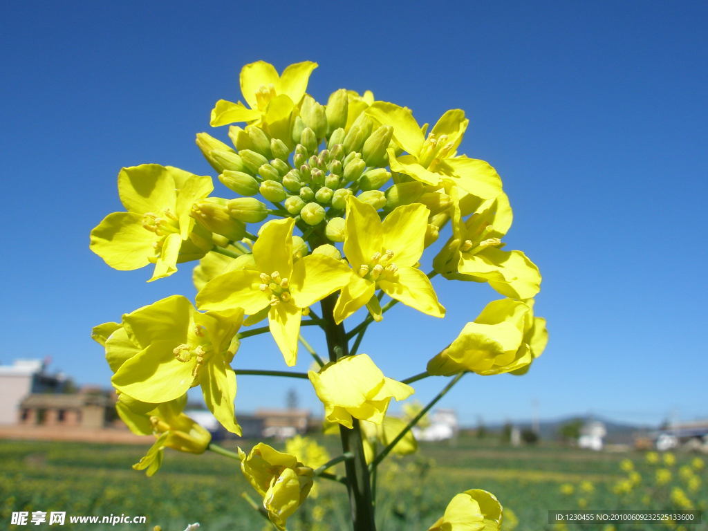 油菜花