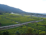 油菜田