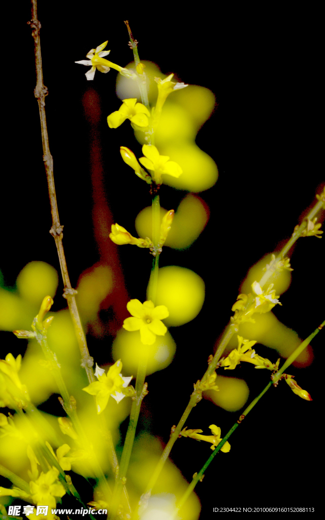 迎春花