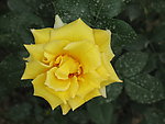 鲜花