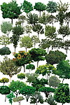 植物素材