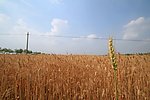 麦田
