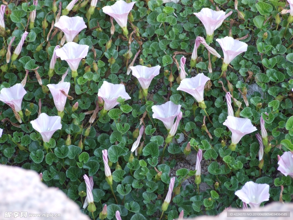 小野花