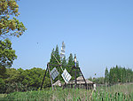 芦苇深处