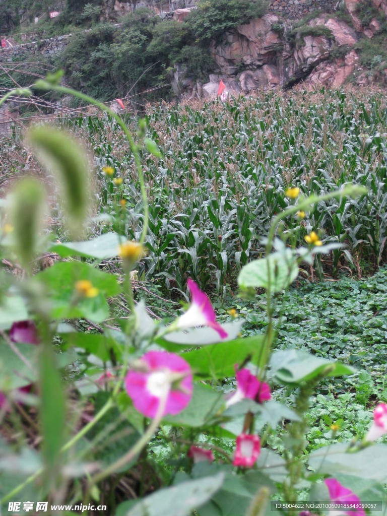 牵牛花