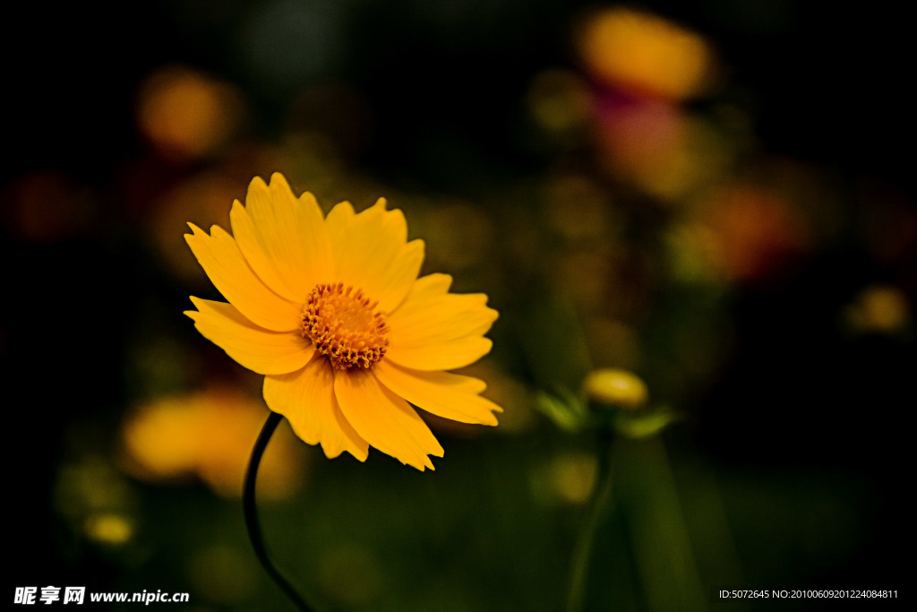 小黄花