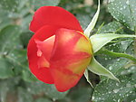 鲜花