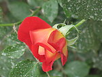 鲜花