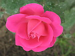 鲜花