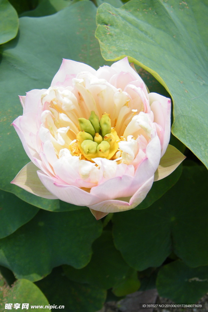 千瓣莲花