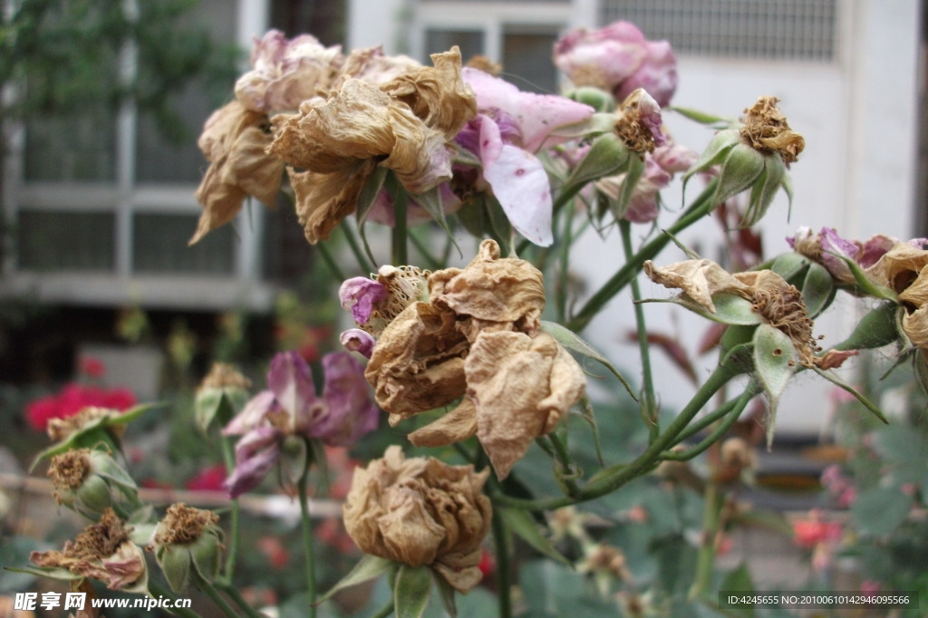 残花