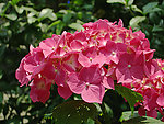 鲜花