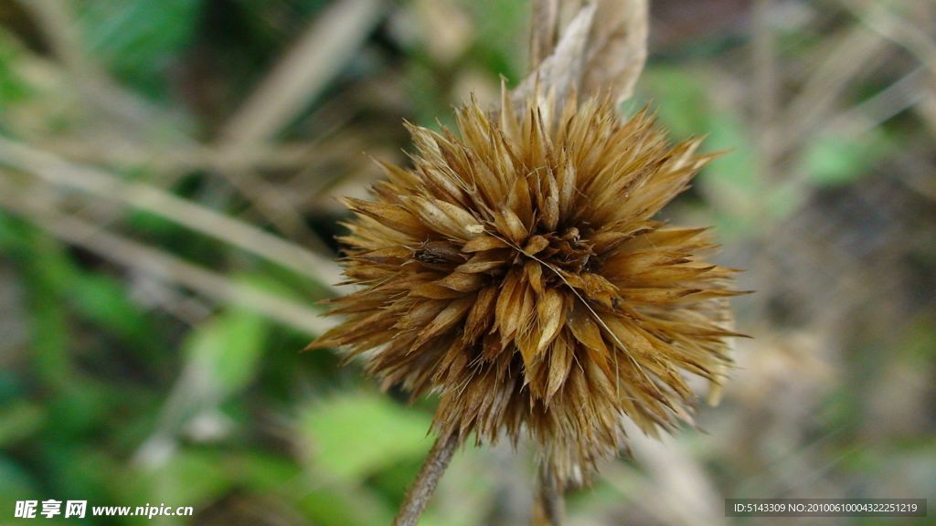 微拍花草