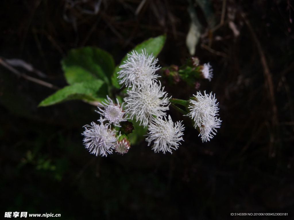 微拍花草