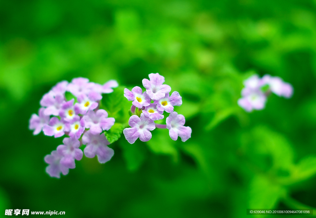 花草树木