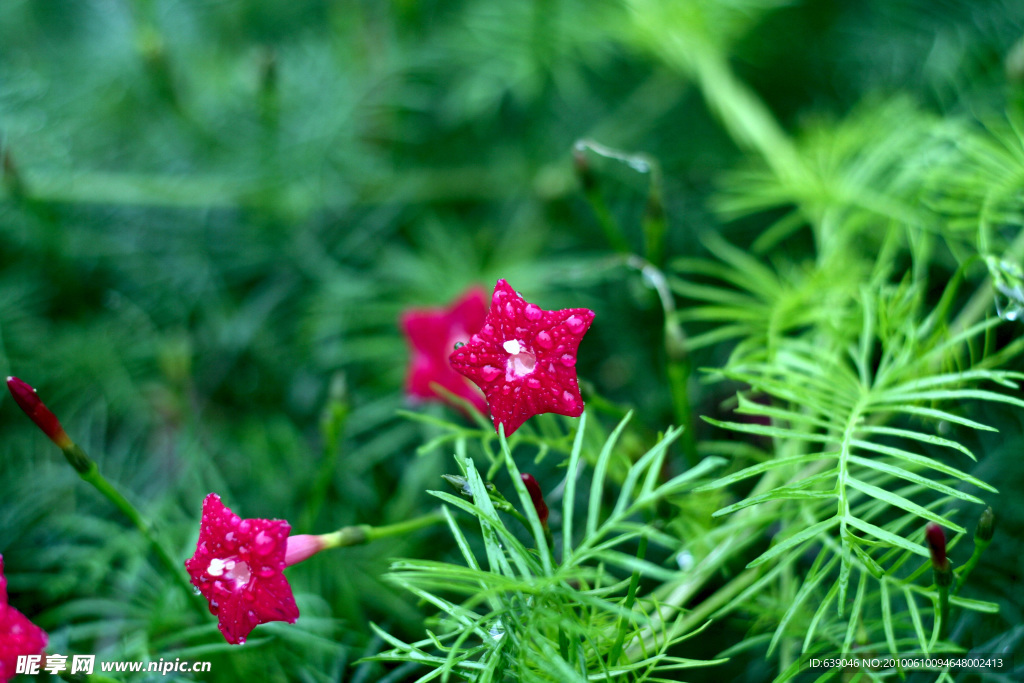 花草树木