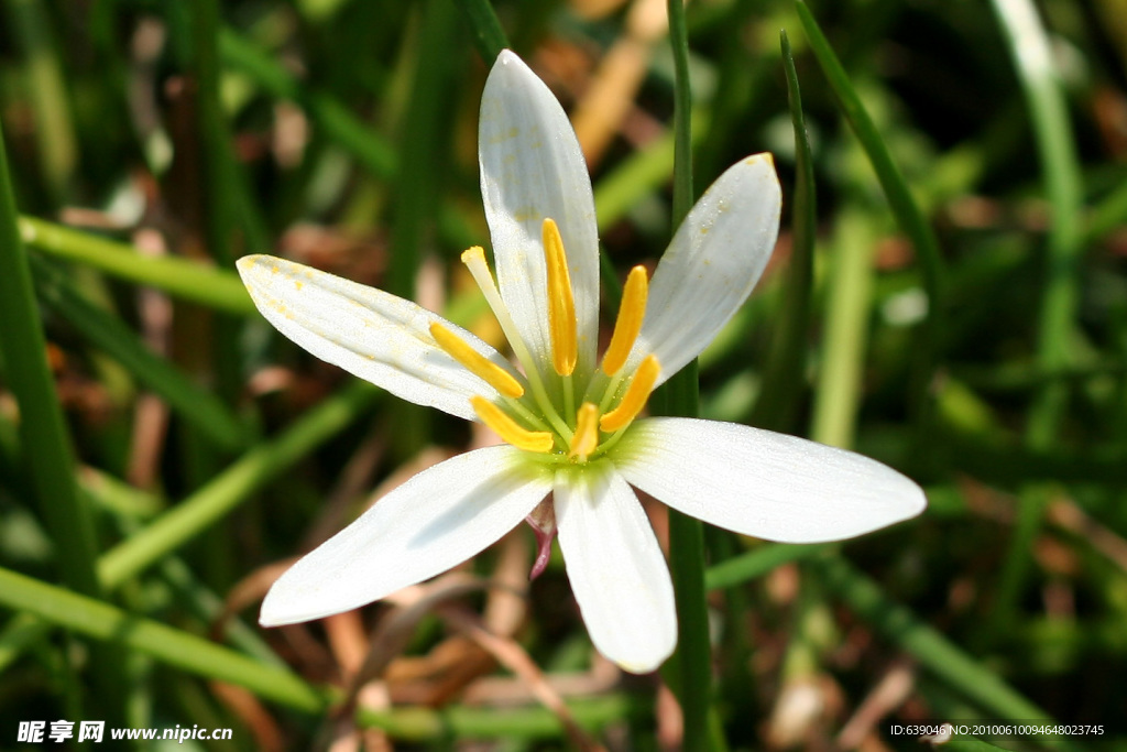 小白花