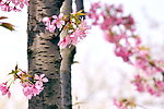 樱花(摄影图 JPG）