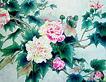 芙蓉