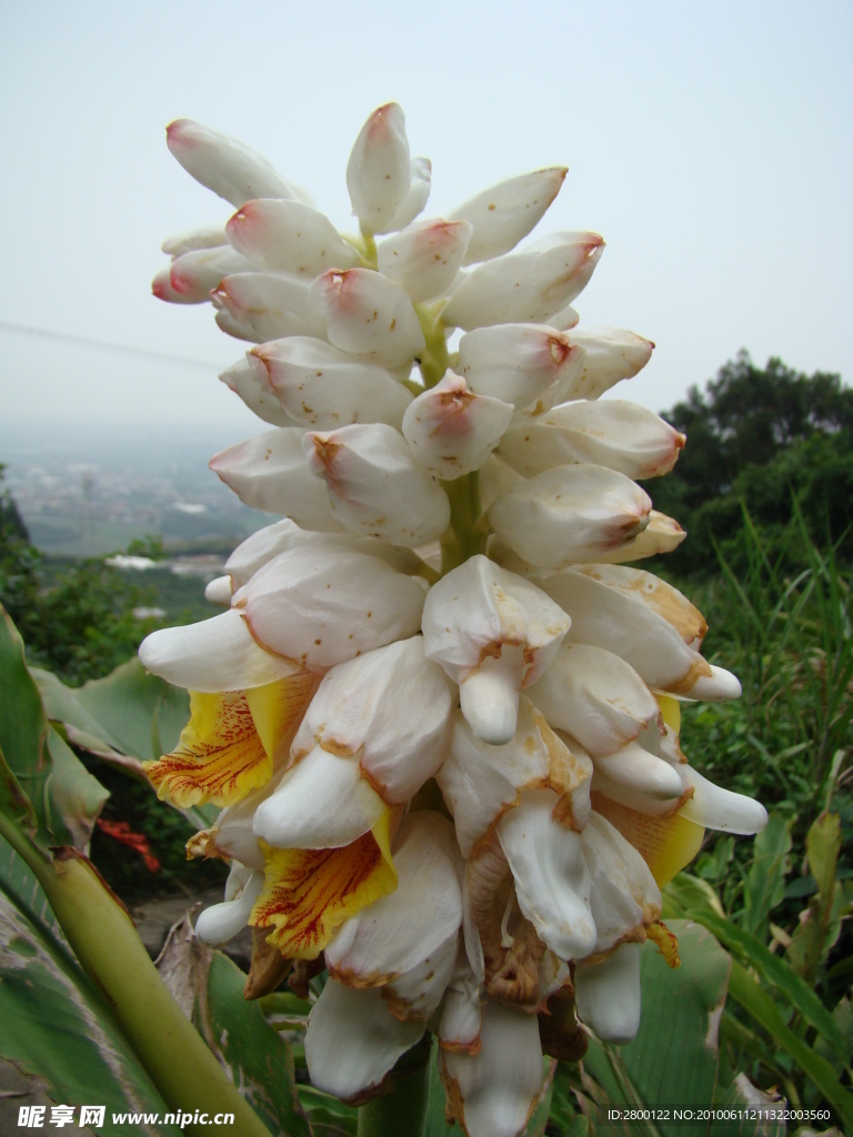 白花