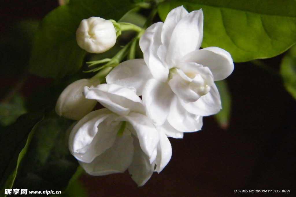 茉莉花