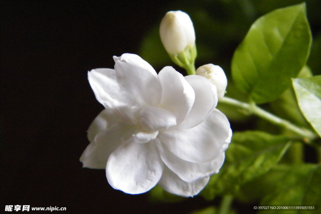 茉莉花