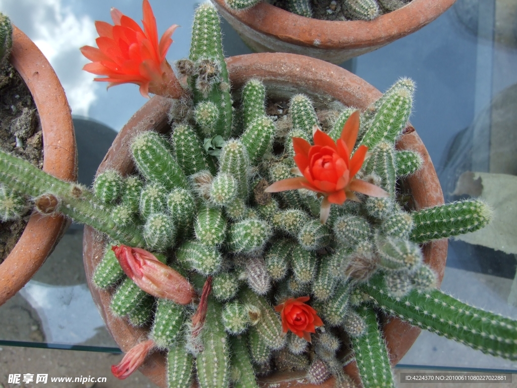 仙人指花