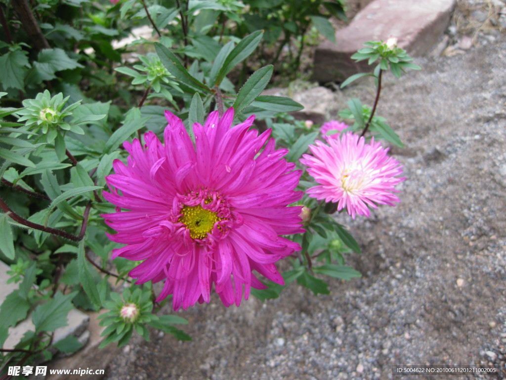 菊花