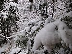 雪景