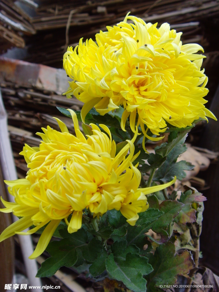 菊花
