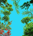 树枝树叶分层