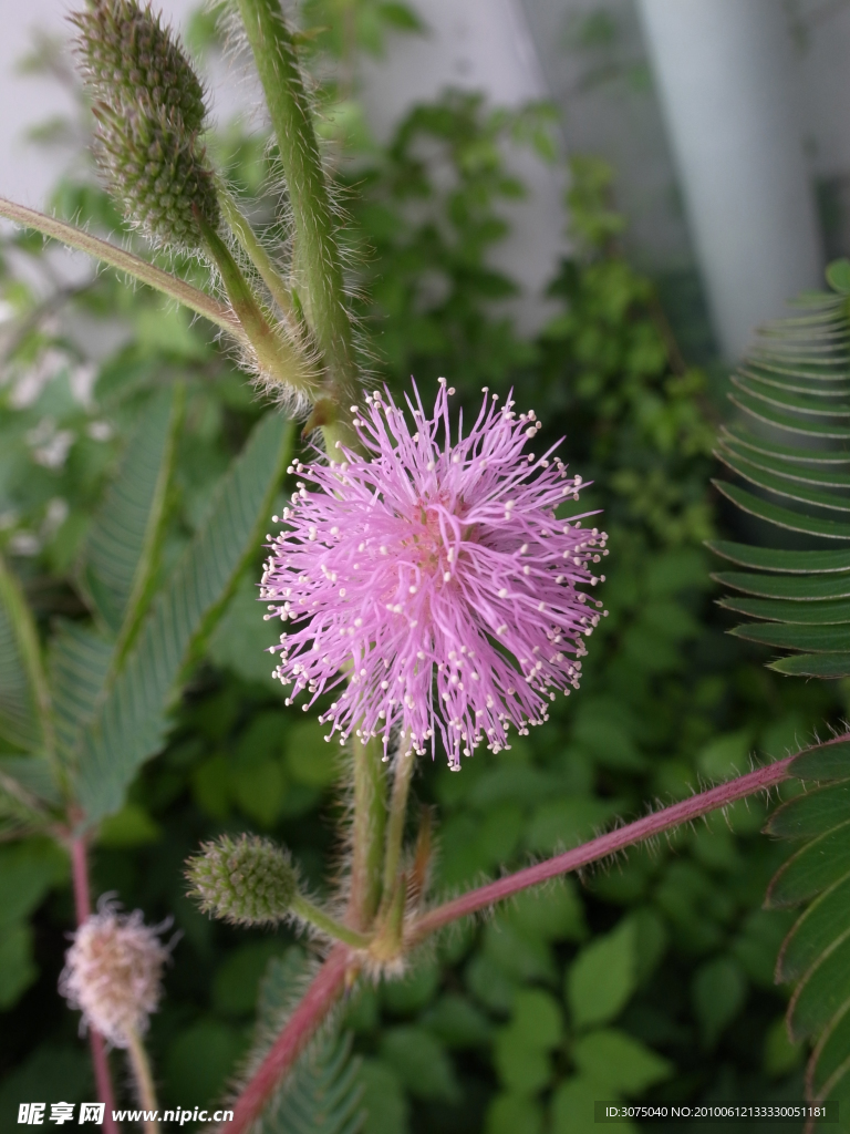 含羞花