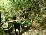 武夷山采茶人
