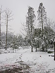 雪景