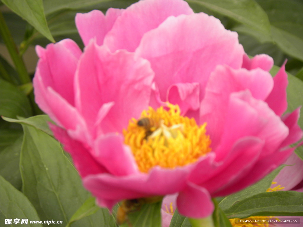 芍药花