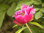 芍药花