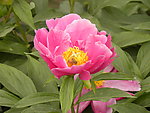 芍药花