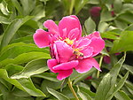 芍药花