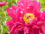 芍药花