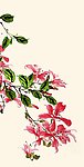 国画 芙蓉迎春