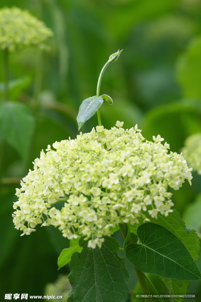 绣球花