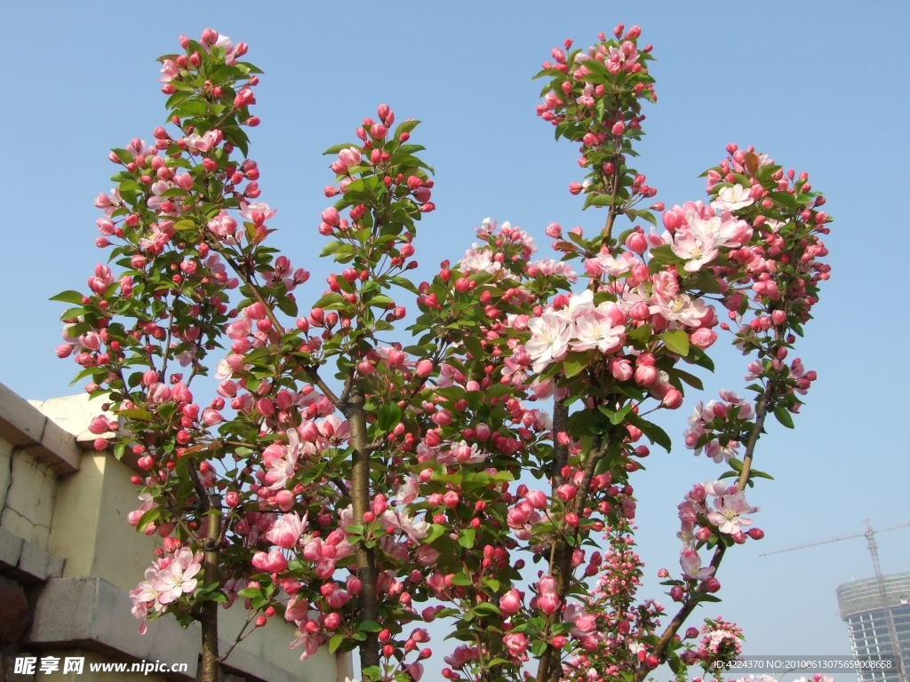 海棠花蕾和花