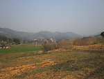 田野