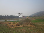 田野