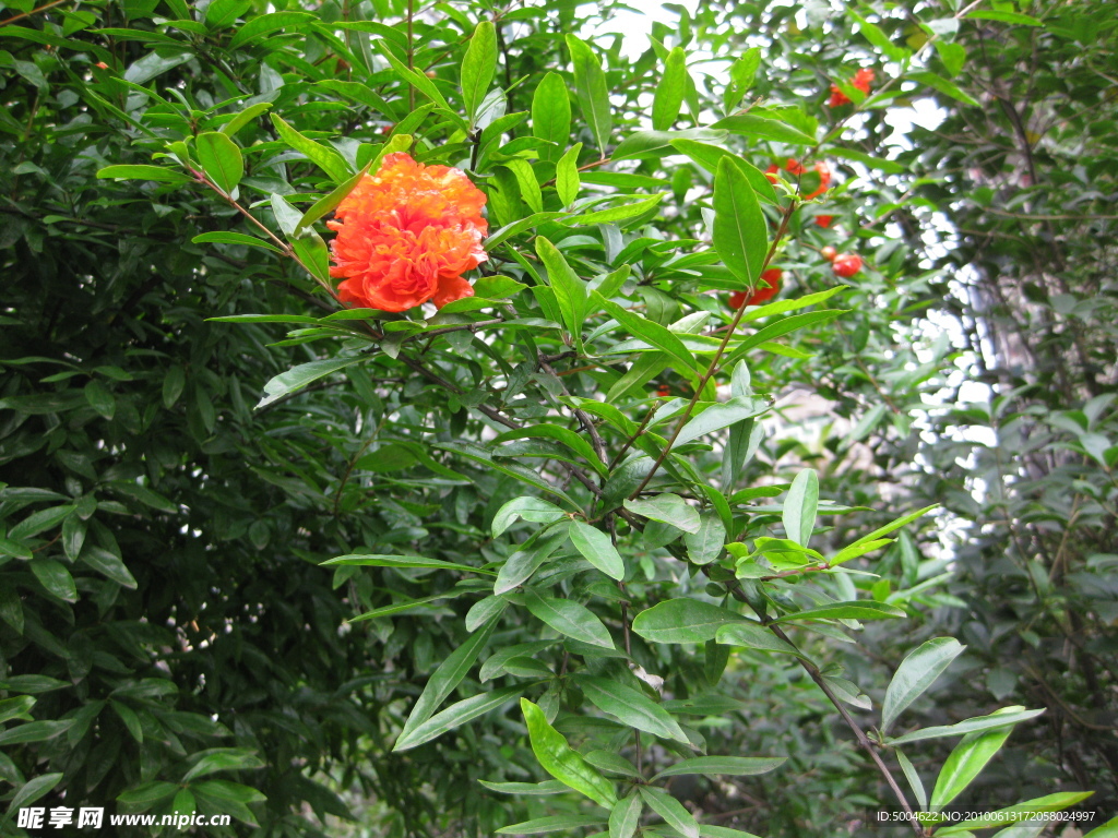 红色石榴花