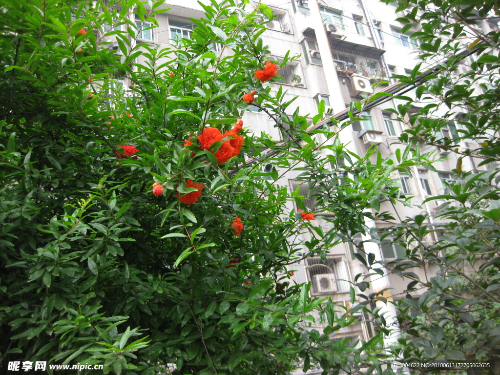 红色石榴花